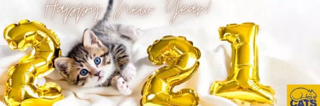 Cats Protection banner
