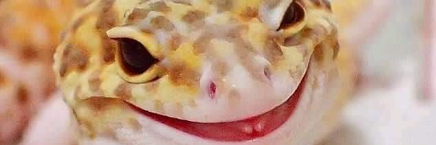 ود الريف banner