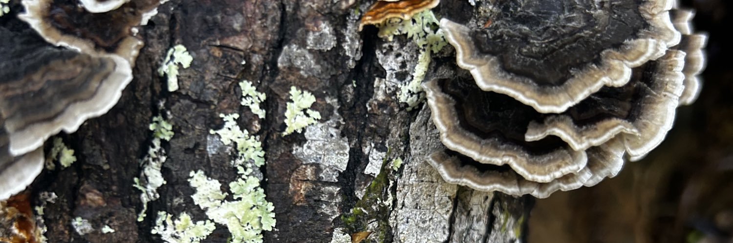 jackie bee 🐝🍋 banner