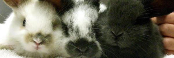 RSPCAExeter Profile Banner