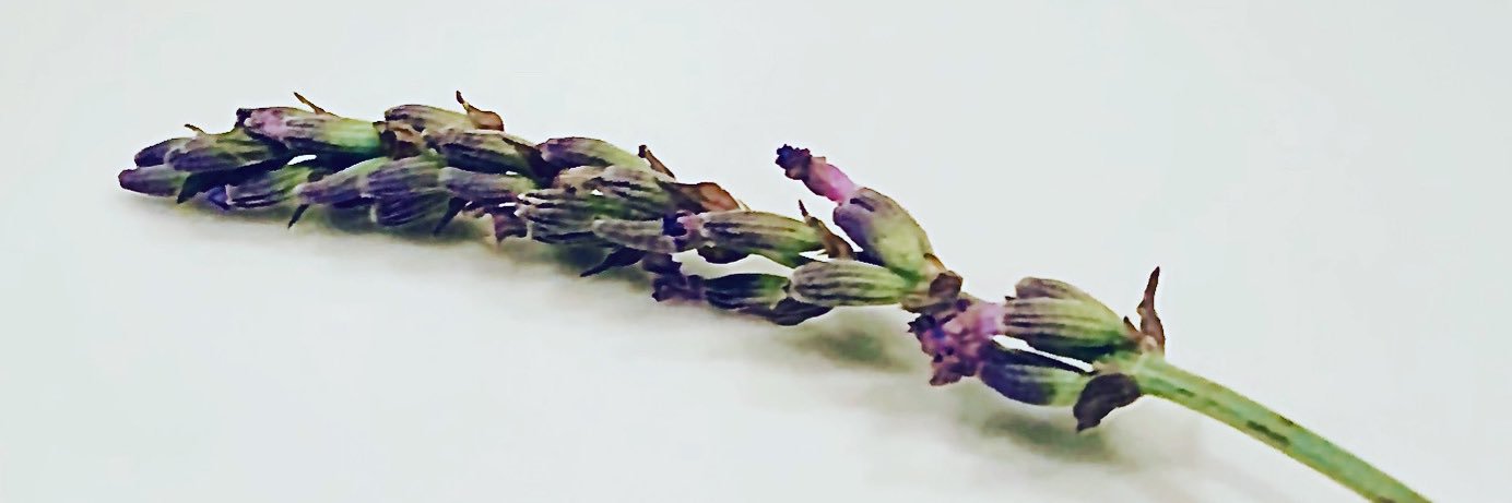 Sophia X banner