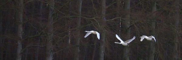 Theodore_lim98 Profile Banner