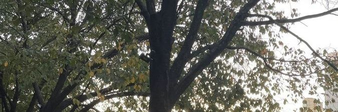 pixie banner