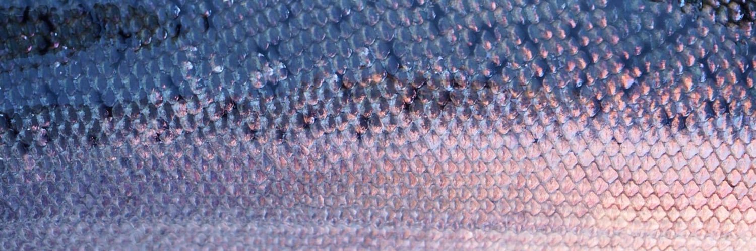 SidneyAnglers's profile banner image