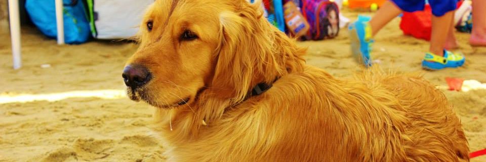 דוד אברהם banner