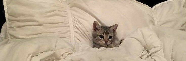 Tiny Dancer ❤️‍🩹 banner