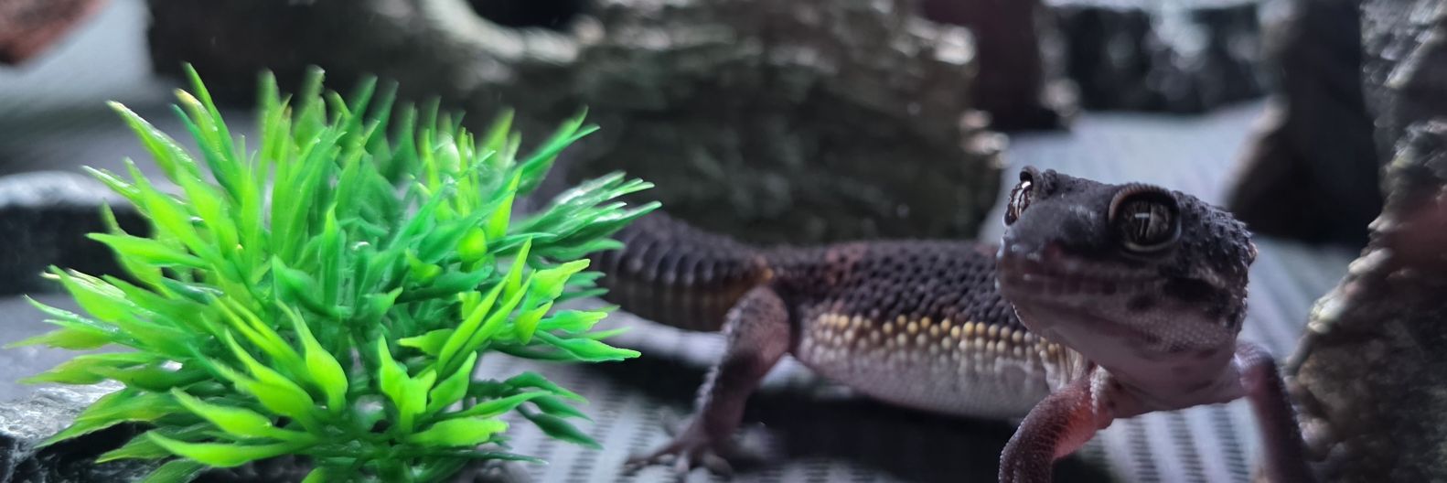 noel_gecko's profile banner image
