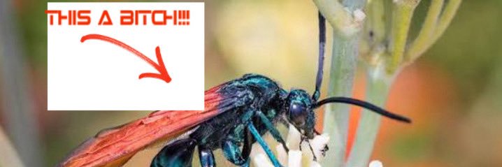 evil Fuckass purple tarantula banner