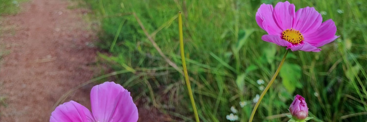 ana_phiri's profile banner image