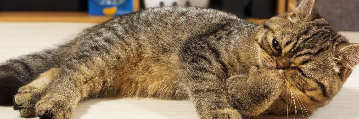 じろじろジロ帳 banner