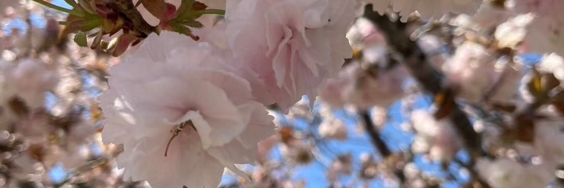 さら banner