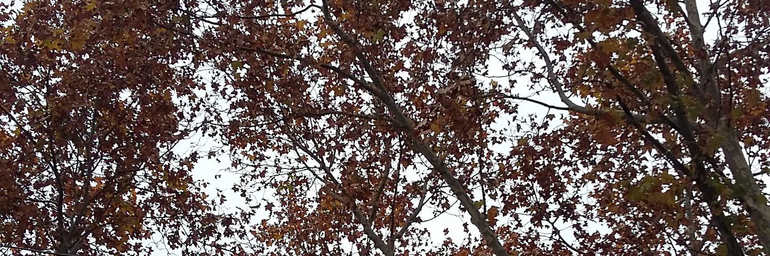 anitawini_'s profile banner image
