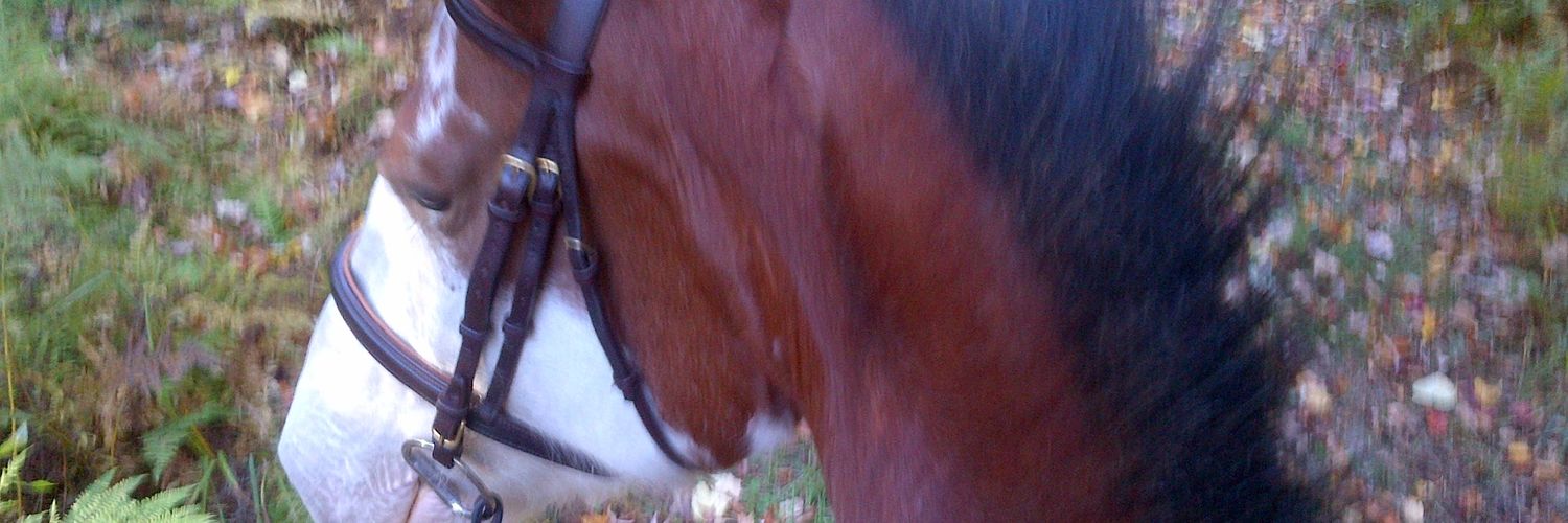 prossel's profile banner image