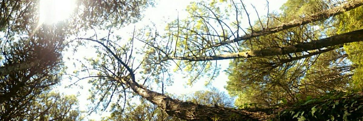 PatricioRP's profile banner image