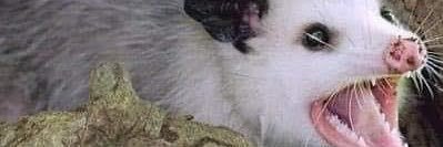 problemopossum's profile banner image