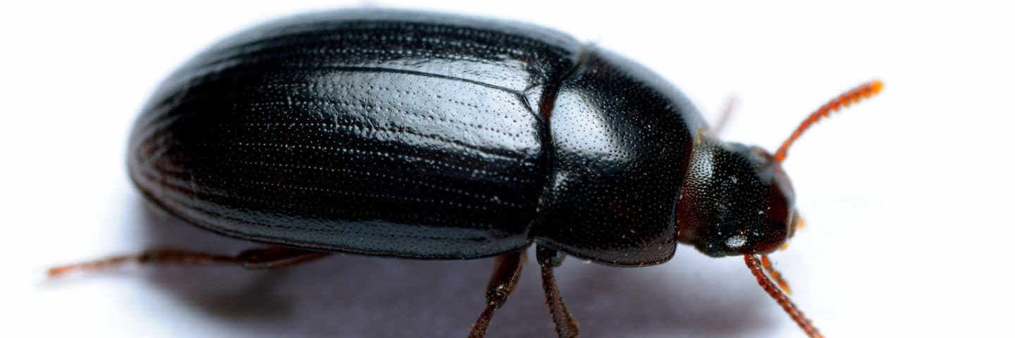 Ne Na Beetles banner