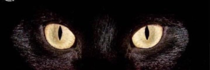 leosbardo7's profile banner image