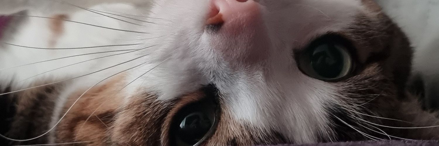 cosmoqueen's profile banner image