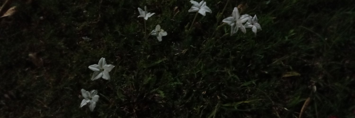 sourzesc's profile banner image