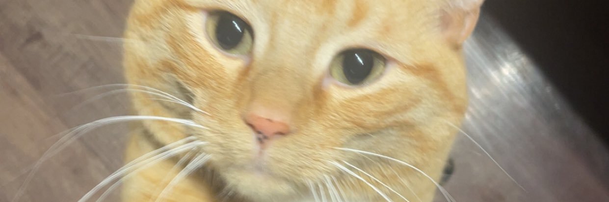 Blake Sandypants banner