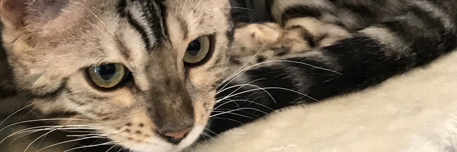 champagnetower's profile banner image