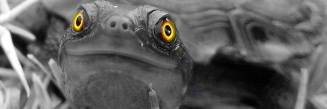 Prof Ricky Spencer 🆒️ banner