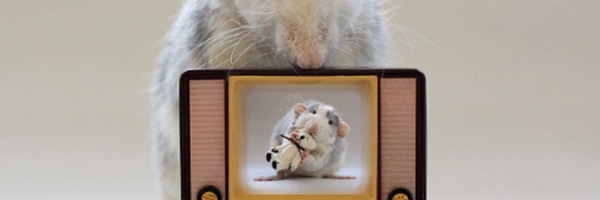 cromers Profile Banner