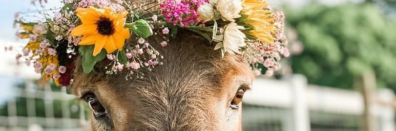 annamortega's profile banner image