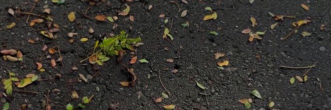 cvdsai's profile banner image