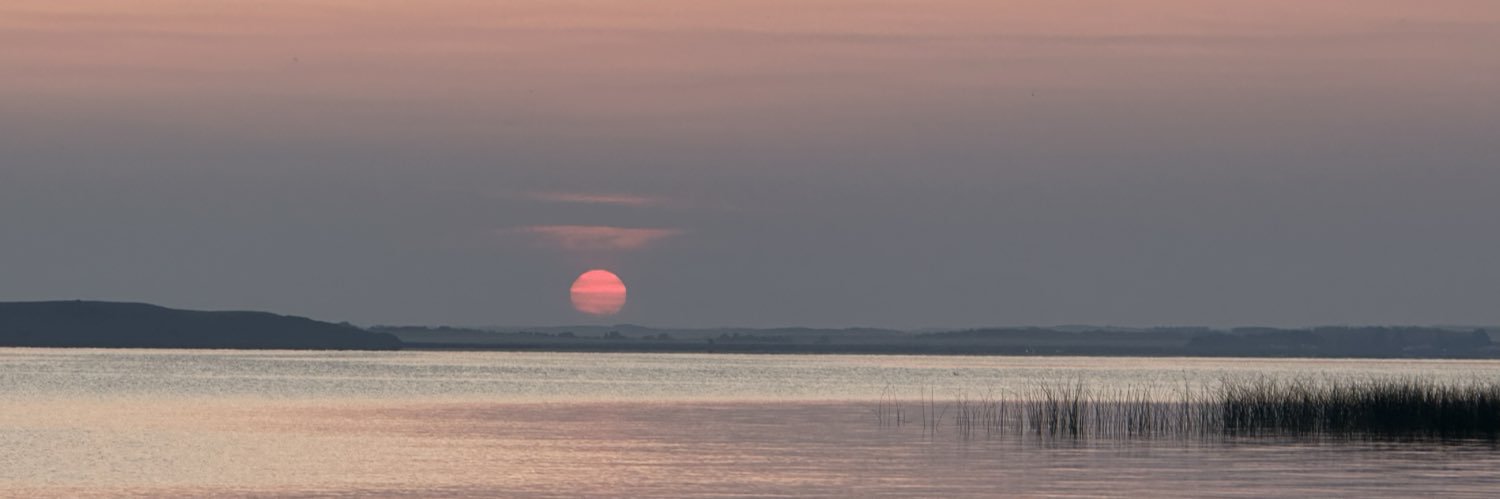 Tanya Despins banner