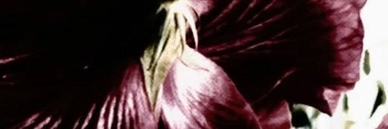 𝓼𝓮𝓵𝓮𝓷𝓮 banner
