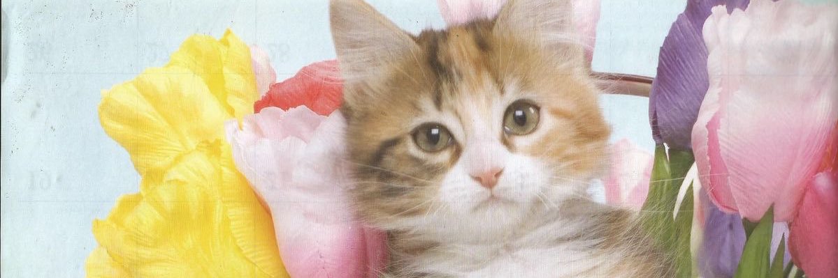 emi of shedtwt ೃ༄* banner