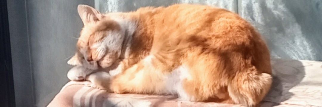 🌈鷺ノ宮 無我(サギノミヤ・ムガ)🐾 banner