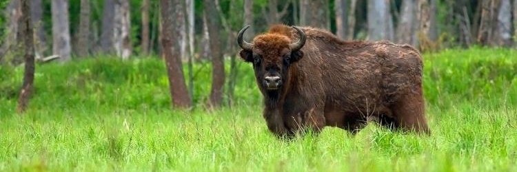 Tomasz Maciejczuk banner