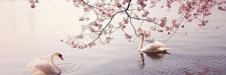 ℳ banner