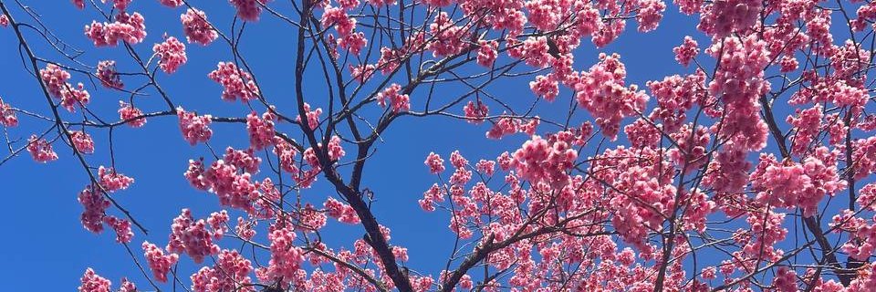 VaughnColl31405's profile banner image