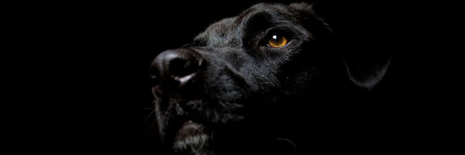 CannotBrader's profile banner image