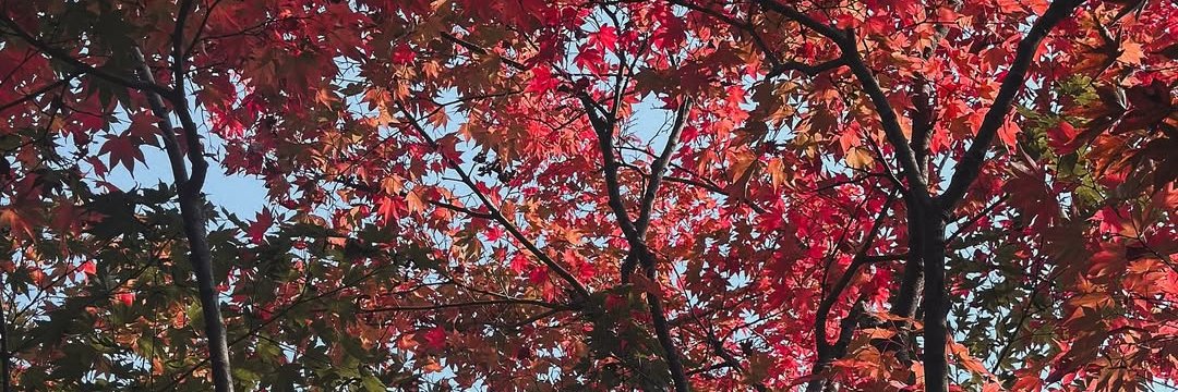 Khanomแปลว่าของหวาน 😋 banner