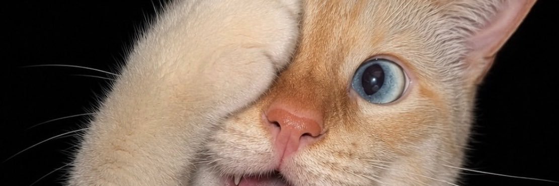 noonninnuse's profile banner image