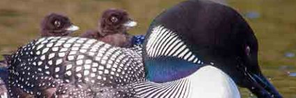 Brian Smith - 'thank you Joe' banner