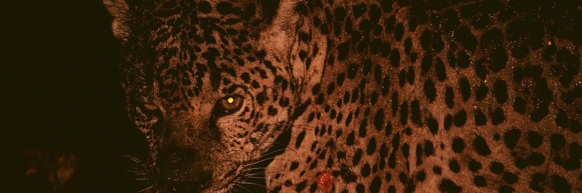 luigekene's profile banner image