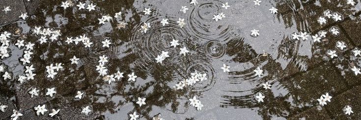 fu banner