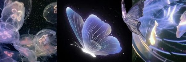 𑣲 banner