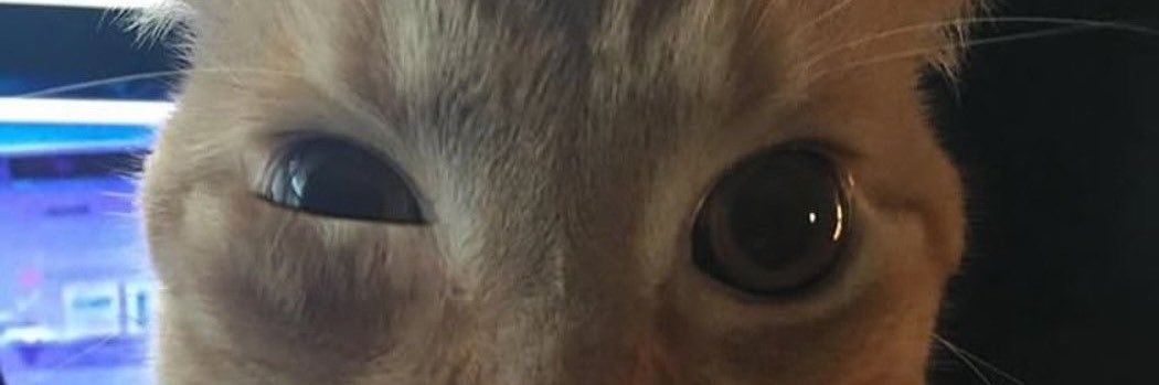 🐱🍤 banner