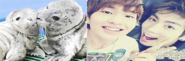 sealwol Profile Banner