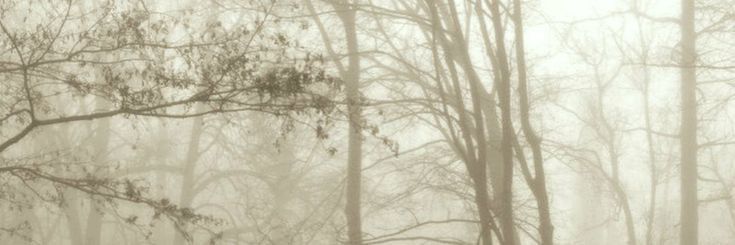 𝗔𝗺𝘆 🐿 banner