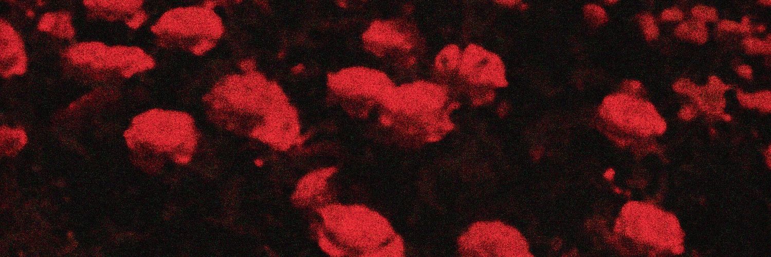 ᅠ百合枝.ᅠᅠ^. .^₎⟆ banner