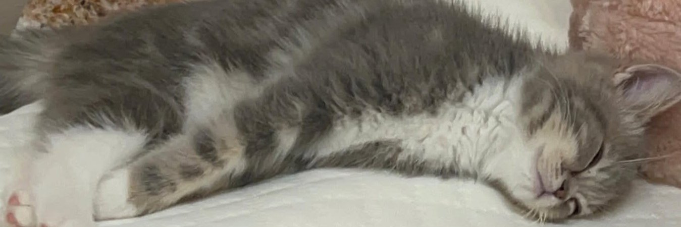 necomo1227's profile banner image