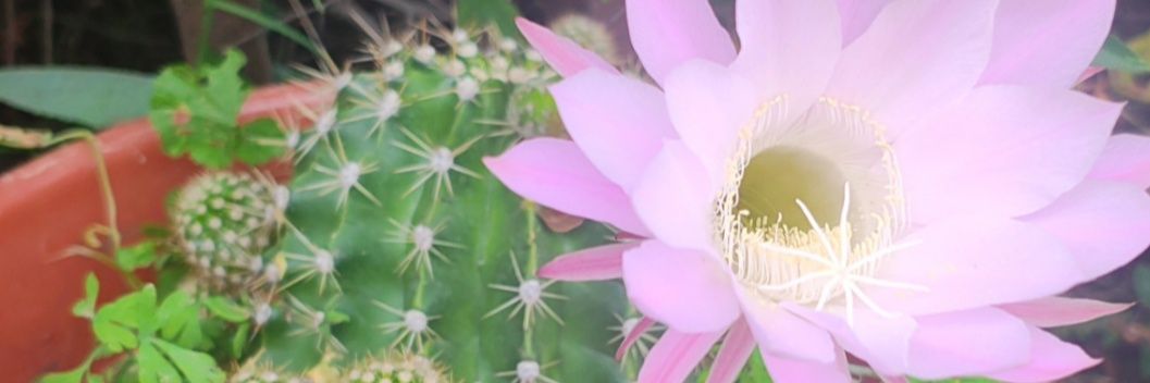 ꒰ঌ 𝕬𝖓𝖌𝖊𝖑4‧₊꒰ა 👁️໒꒱ ☕🖤 banner