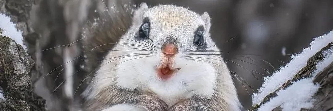 松鼠滑翔机 banner